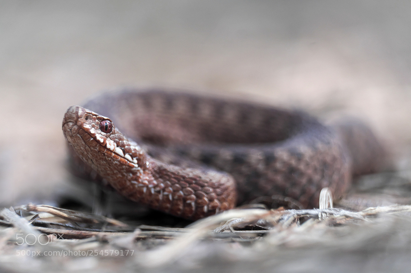 Fujifilm X-E2 sample photo. Vipera berus photography