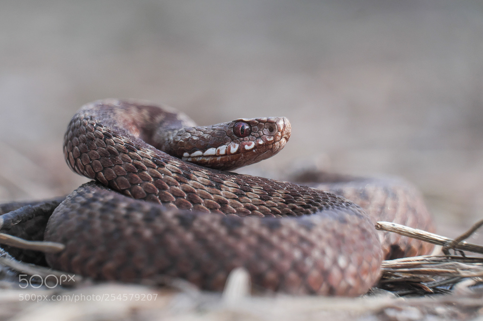 Fujifilm X-E2 sample photo. Vipera berus photography
