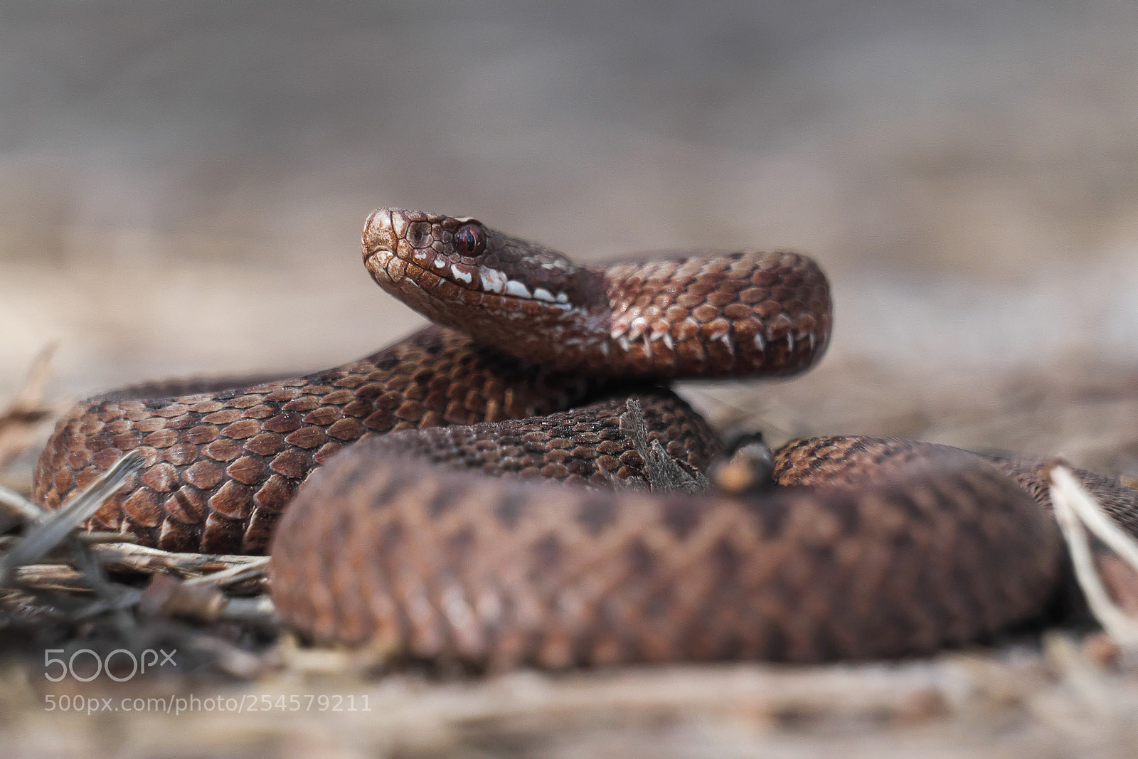 Fujifilm X-E2 sample photo. Vipera berus photography