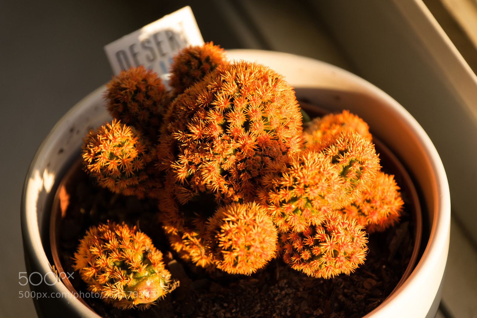 Nikon D3300 sample photo. Dat cactus tho... photography