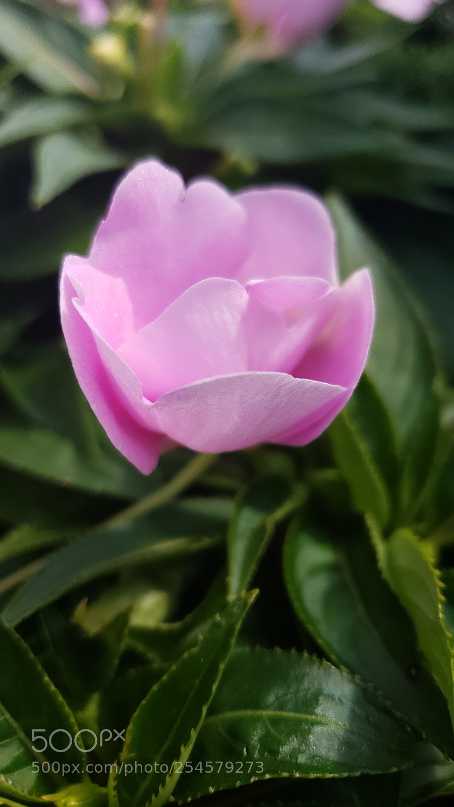 Samsung Galaxy S9+ sample photo. Untitled photography