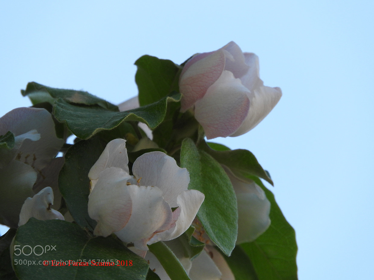 Nikon Coolpix P610 sample photo. Bianco e verde photography