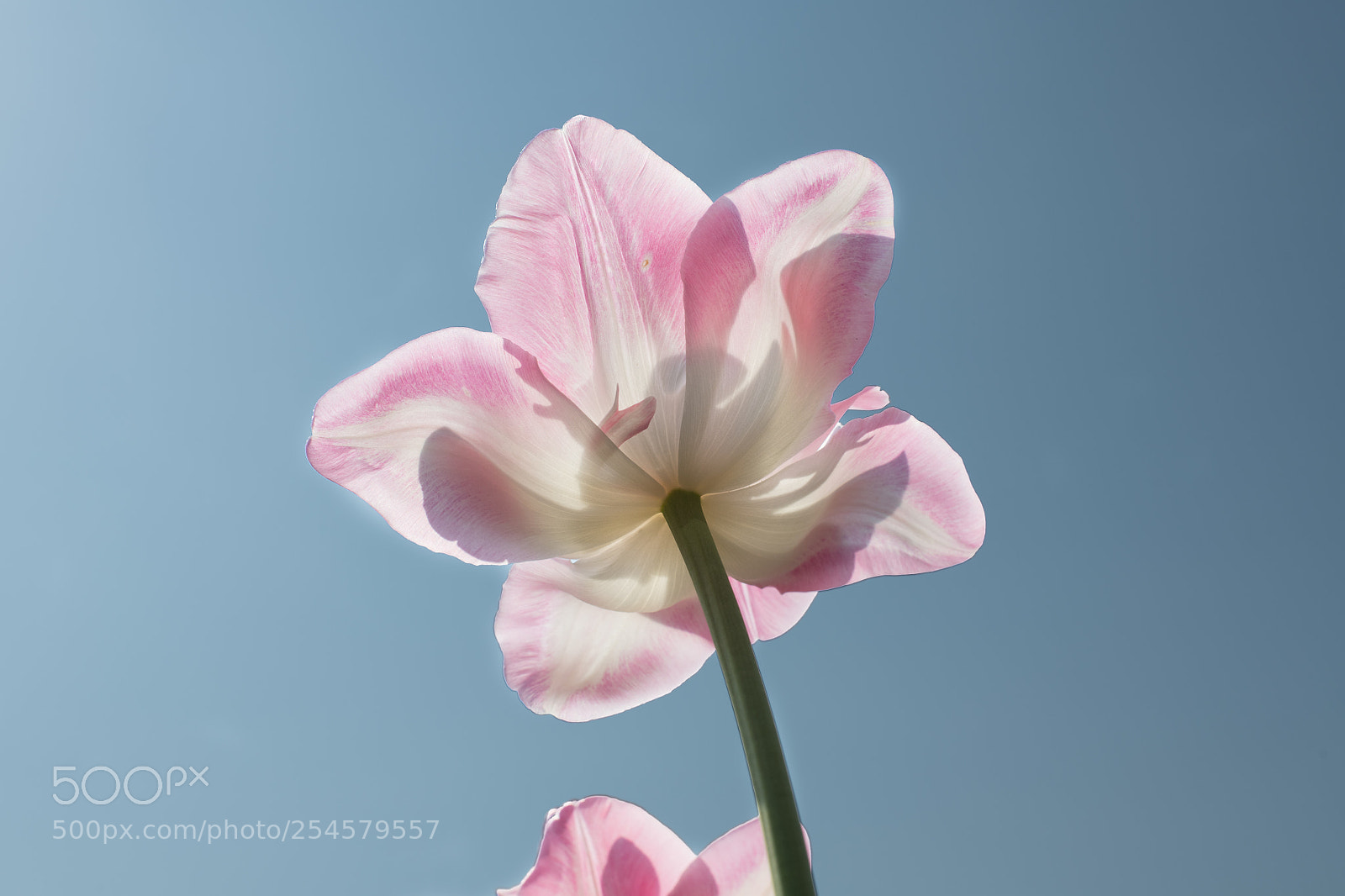 Nikon D850 sample photo. Backlit pink tulip photography