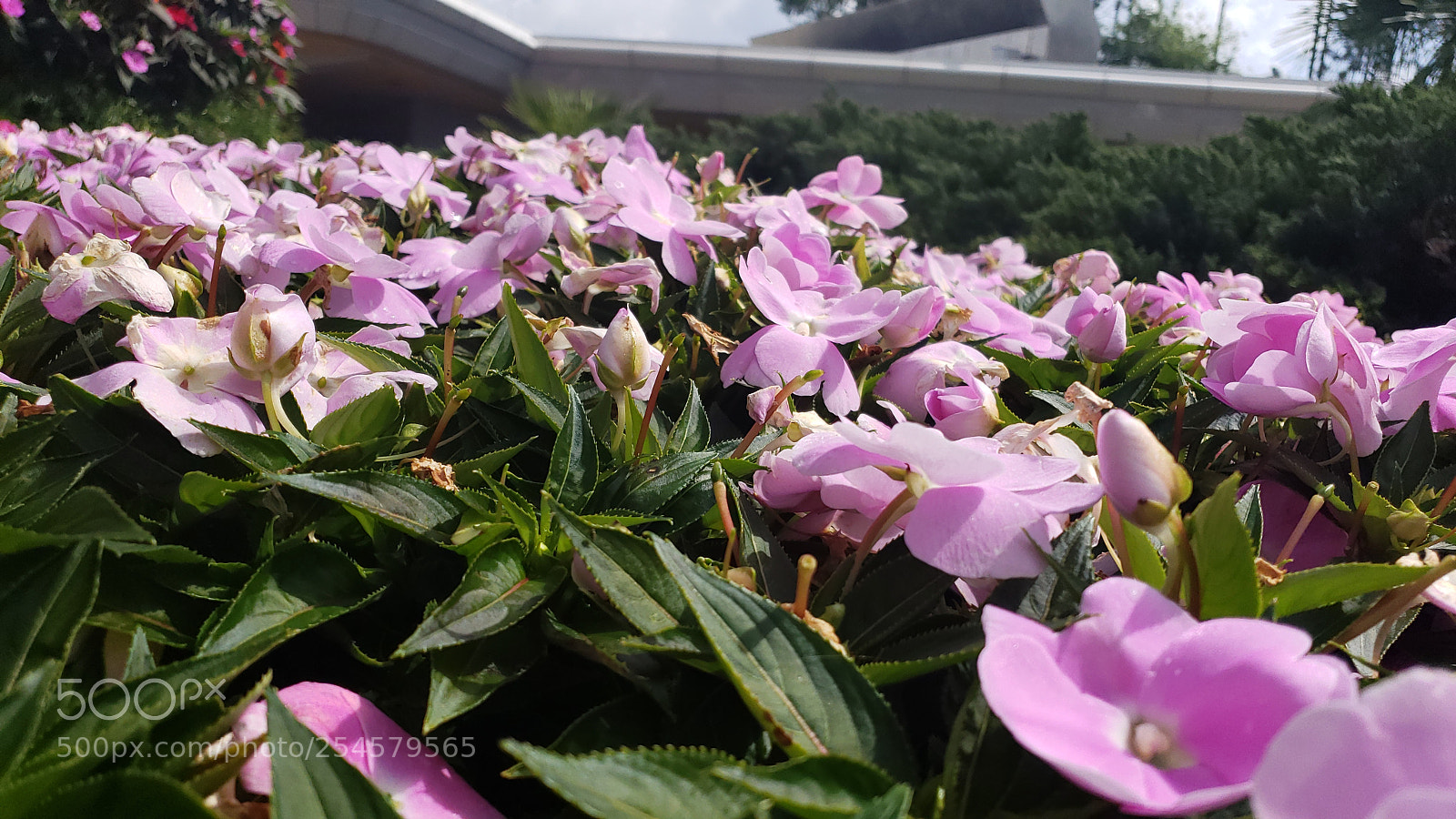 Samsung Galaxy S9+ sample photo. Untitled photography