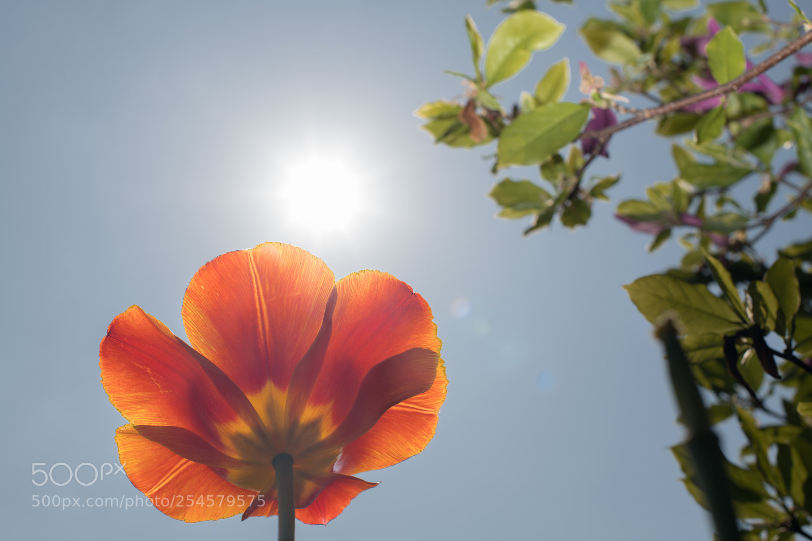 Nikon D850 sample photo. Backlit orange tulip photography