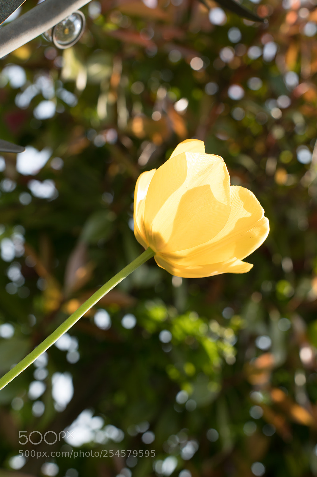 Nikon D850 sample photo. Yellow tulip photography
