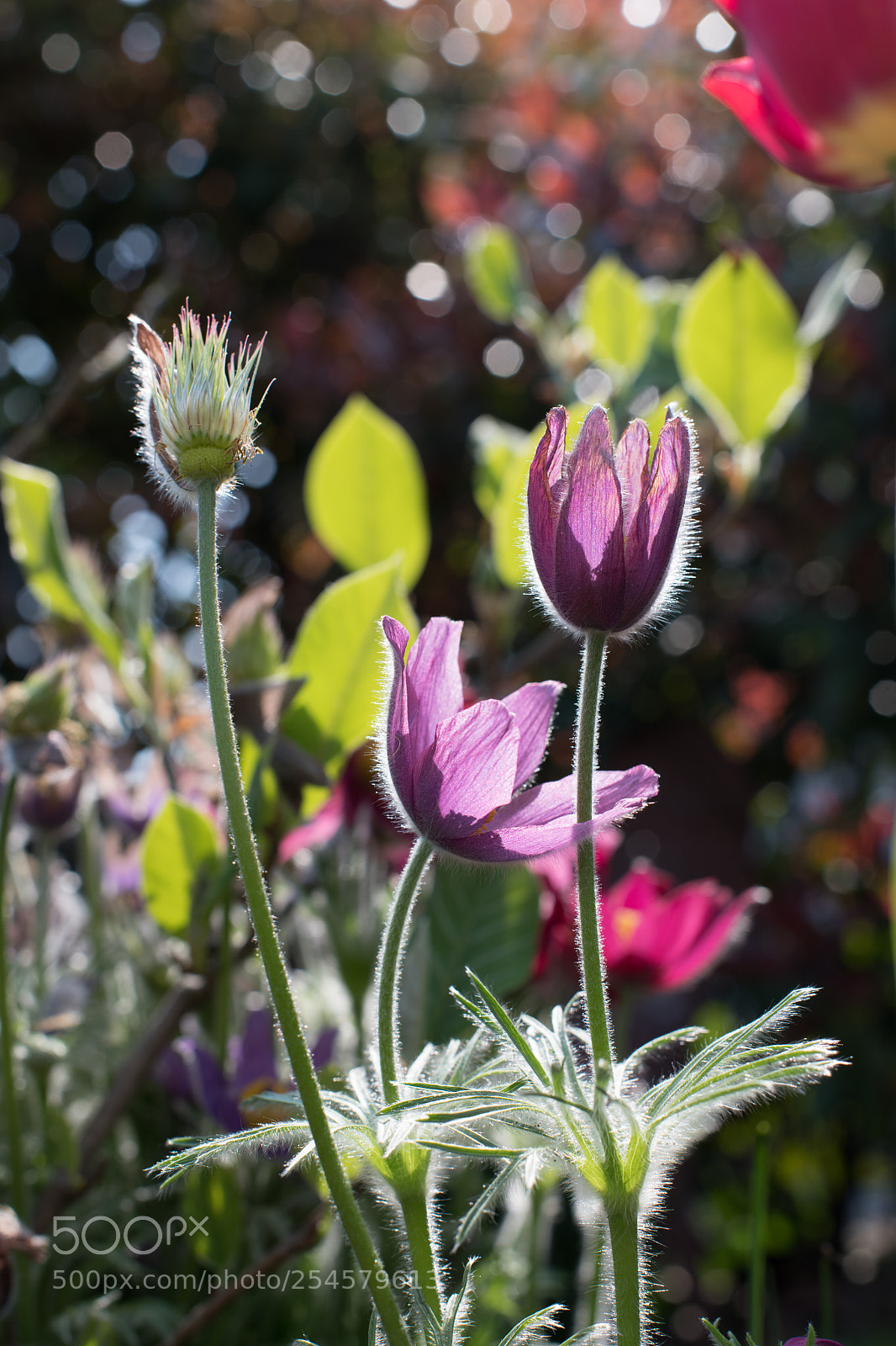 Nikon D850 sample photo. Pulsatilla vulgaris photography