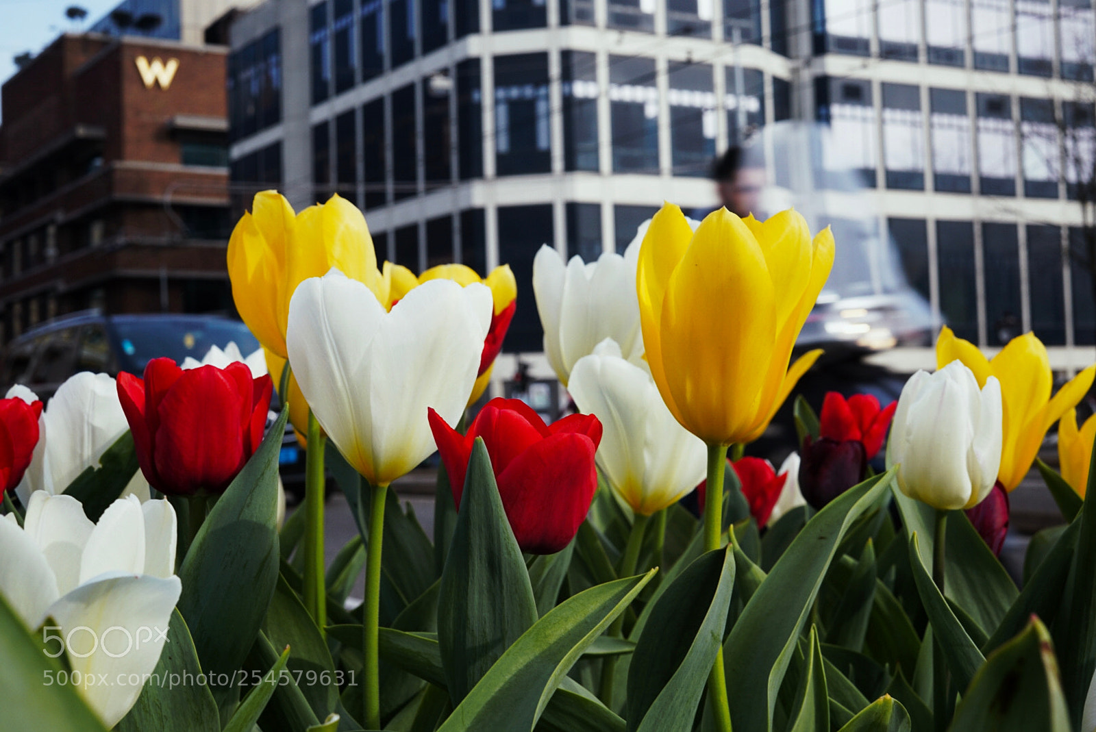 Sony a6000 sample photo. Tulip fever photography
