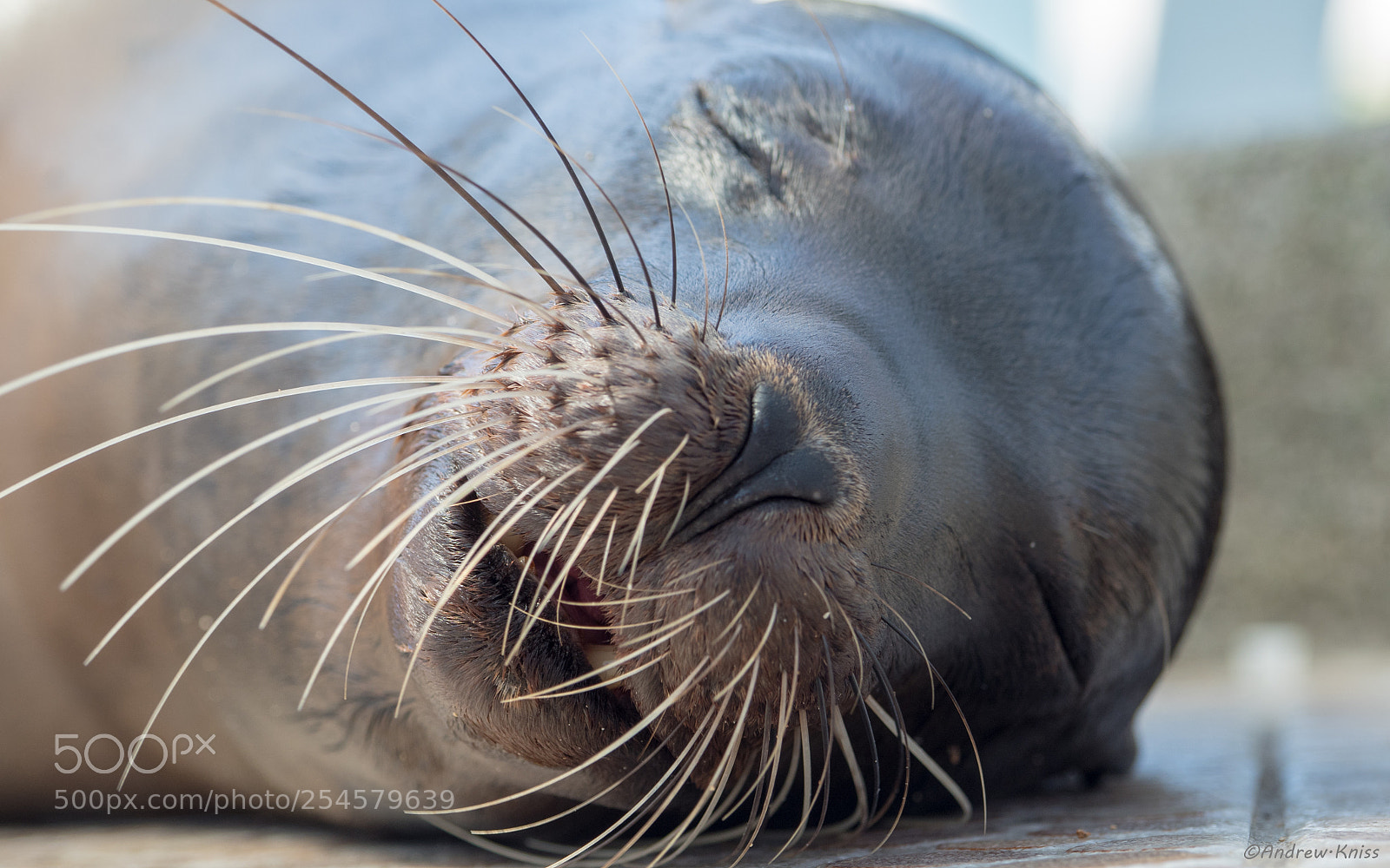 Olympus OM-D E-M5 II sample photo. Sweet dreams photography