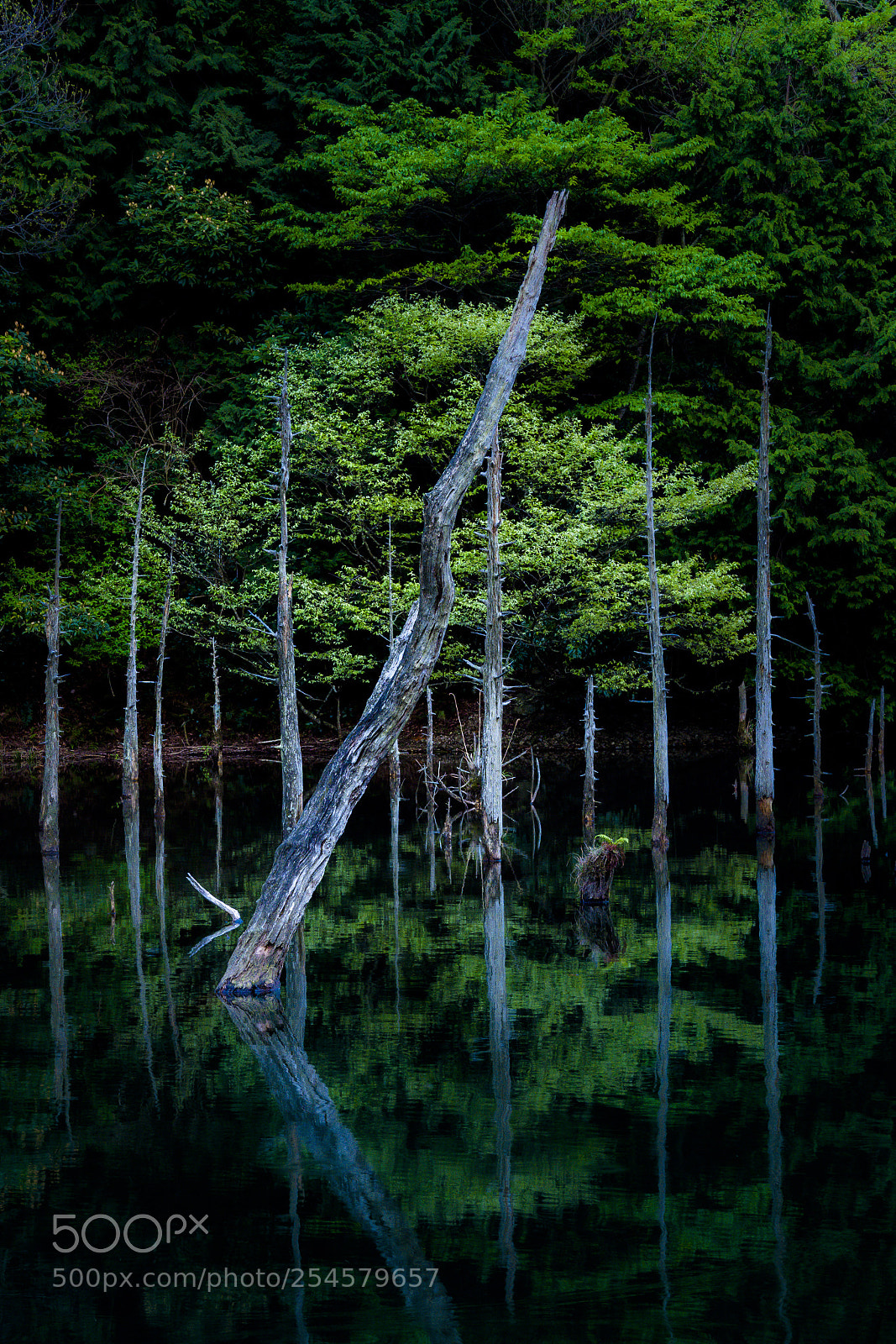 Olympus OM-D E-M1 Mark II sample photo. Untitled photography