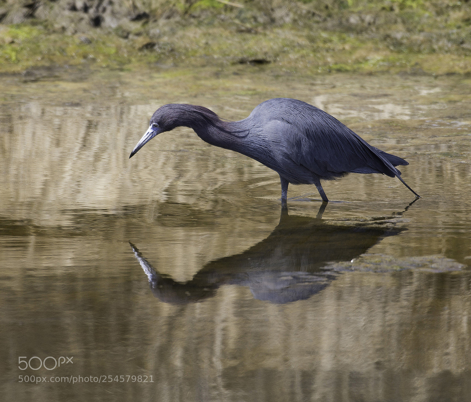 Nikon D7100 sample photo. Little blue heron photography