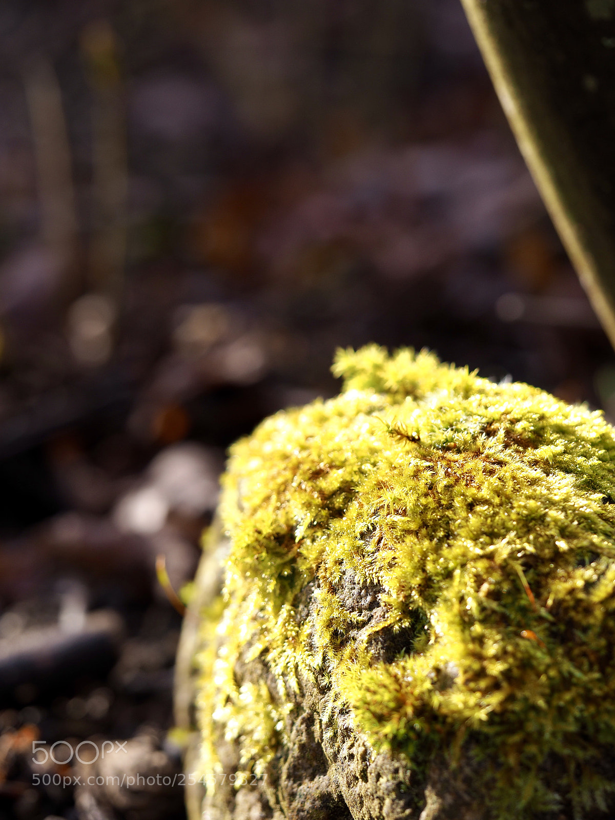 Olympus OM-D E-M10 II sample photo. Moss photography