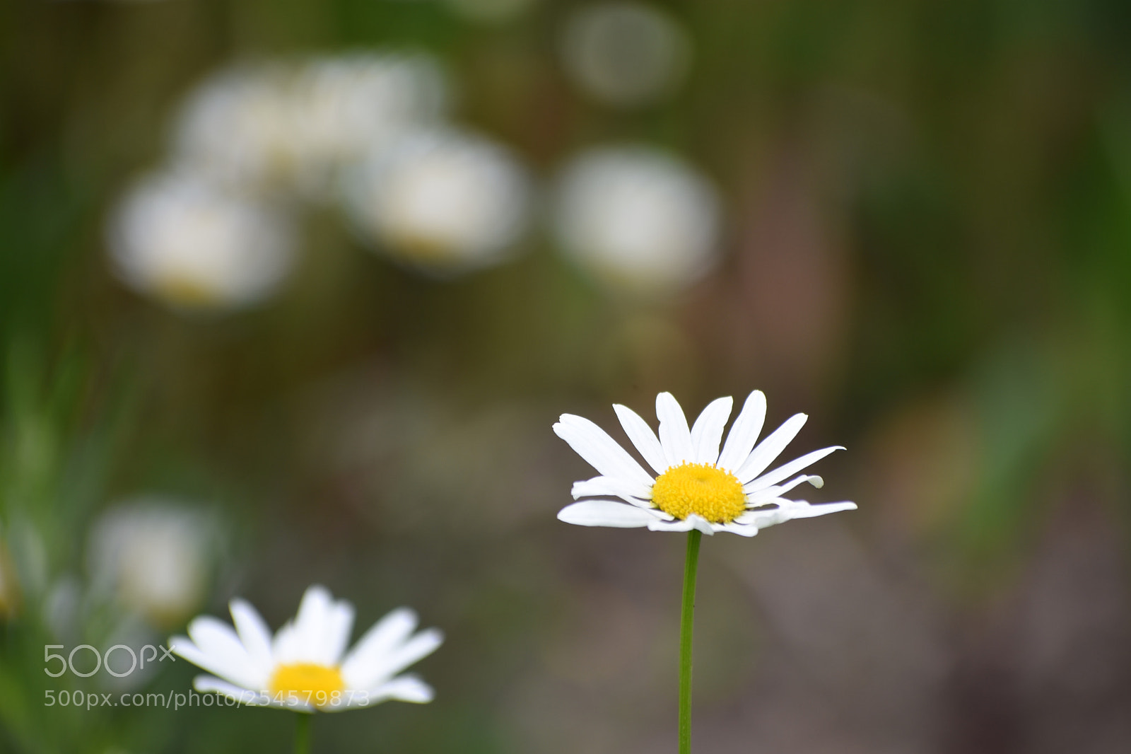 Nikon D7200 sample photo. Manzanilla photography