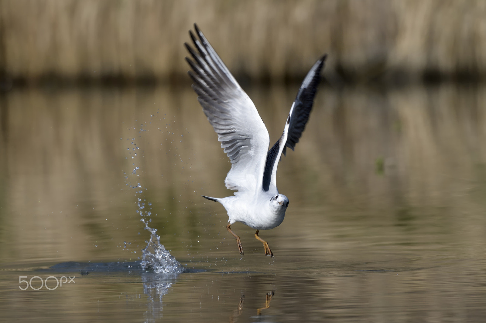 Nikon AF-S Nikkor 200-500mm F5.6E ED VR sample photo. Gull photography
