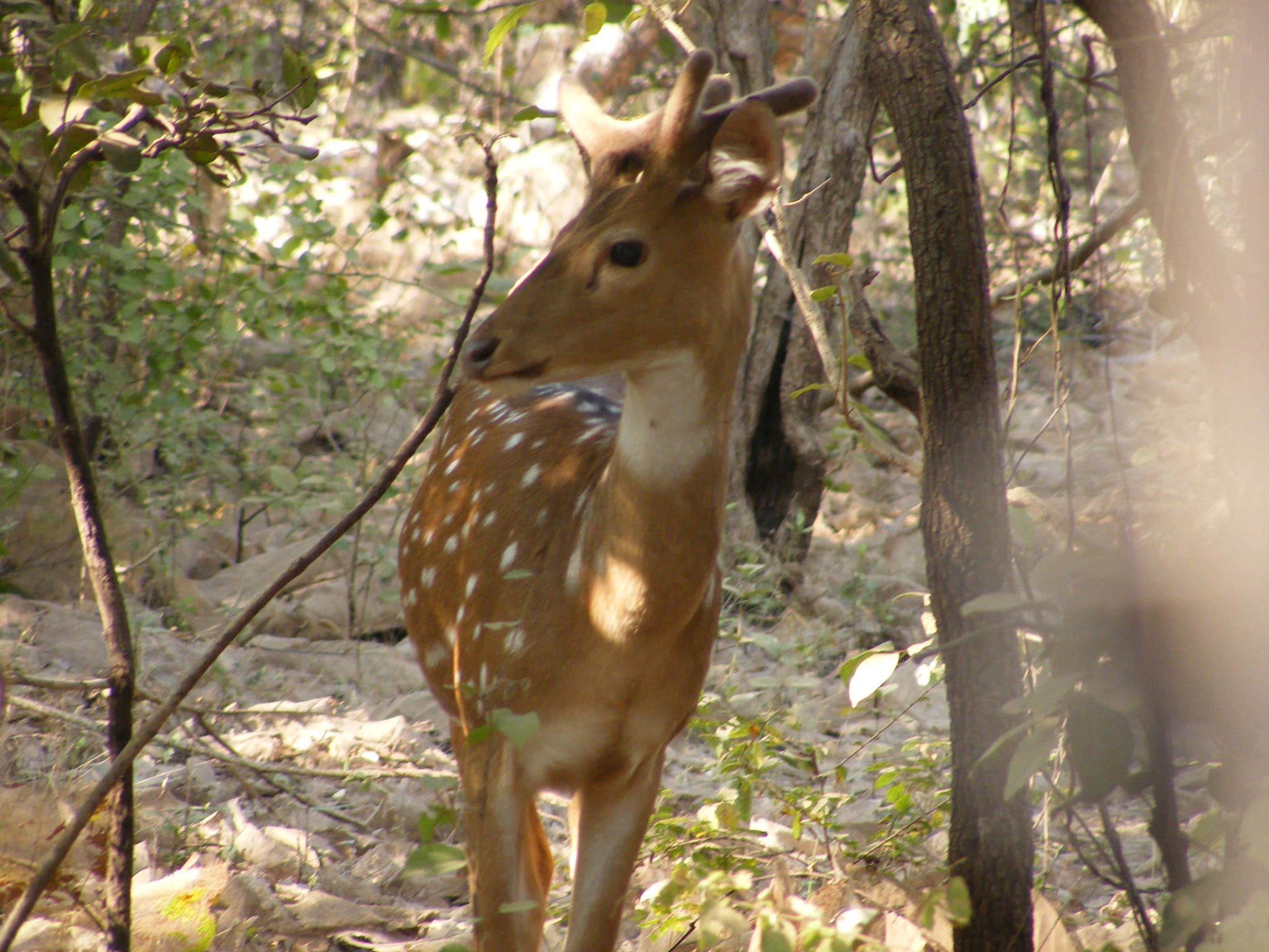 Fujifilm FinePix S5700 S700 sample photo. Animal in forest photography