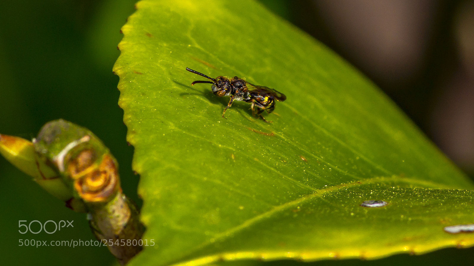 Sony SLT-A58 sample photo. Wasp photography