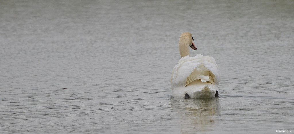 Nikon D5100 + Sigma 150-600mm F5-6.3 DG OS HSM | C sample photo. Au revoir les amis !! photography