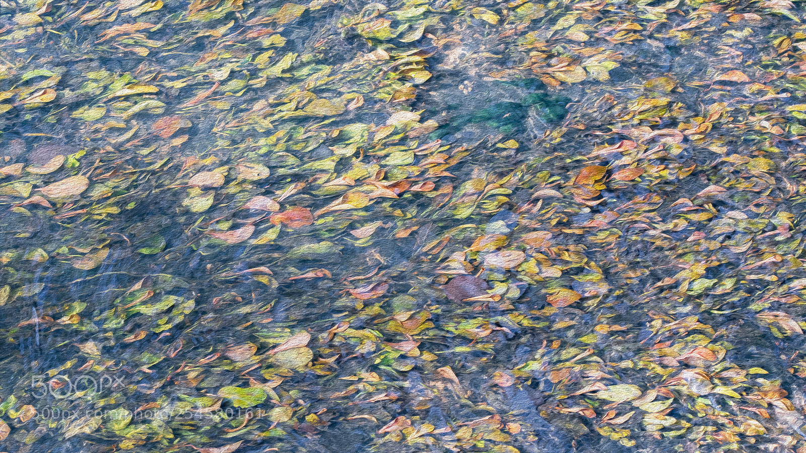 Nikon D500 sample photo. Sous l'eau! photography
