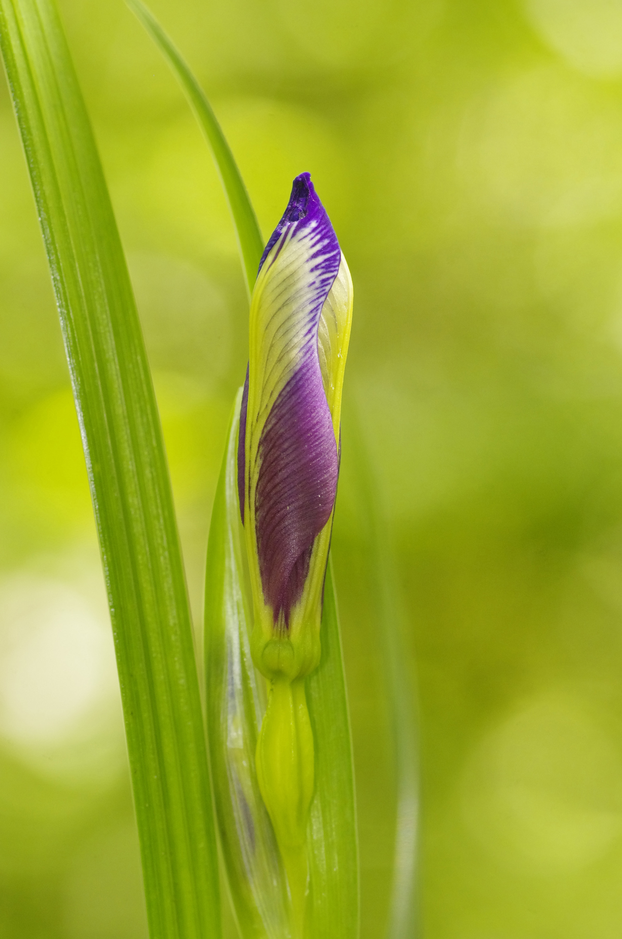Pentax K-5 sample photo. Wild iris photography