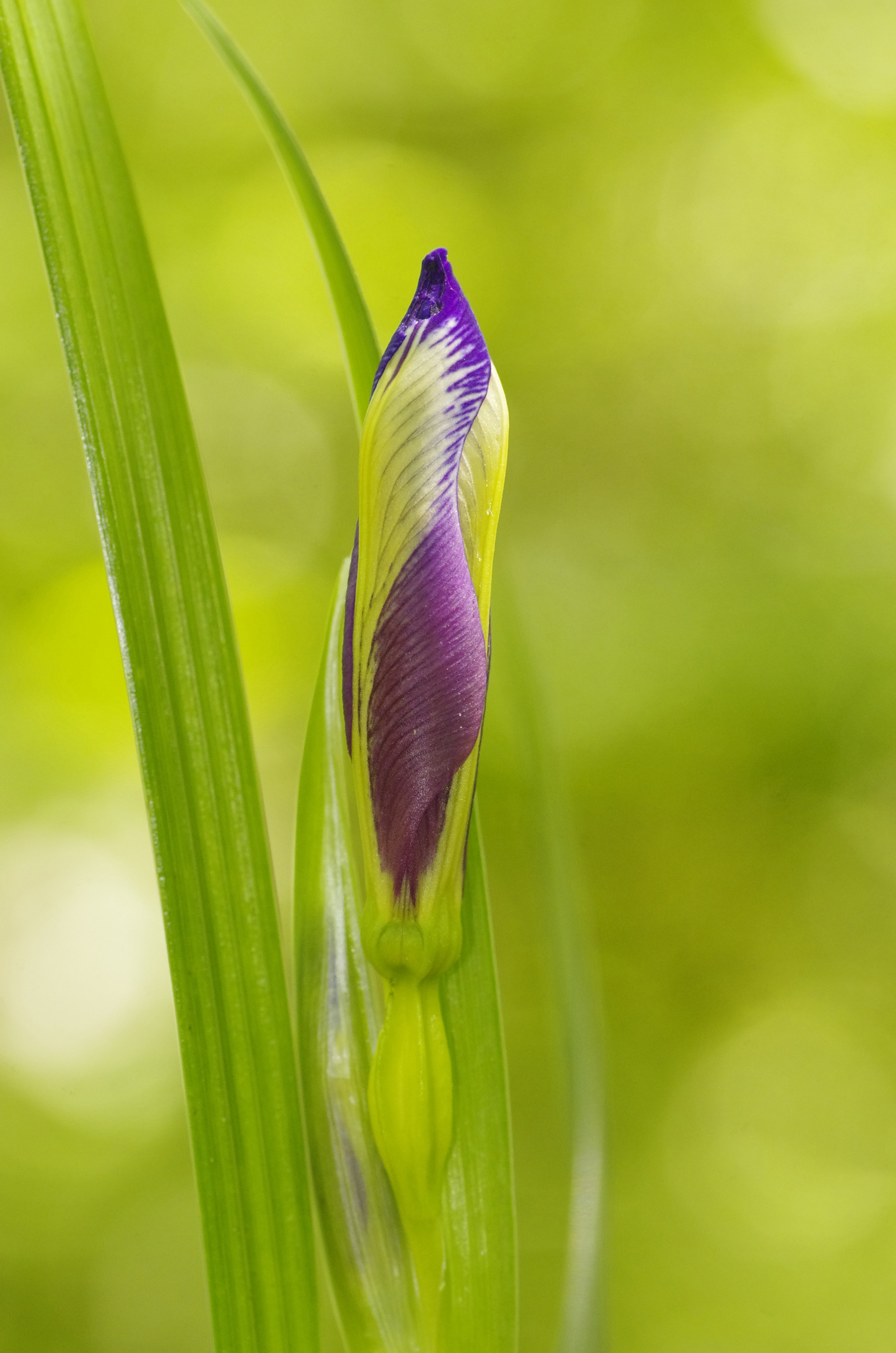 Pentax smc D-FA 100mm F2.8 Macro WR sample photo. Wild iris photography