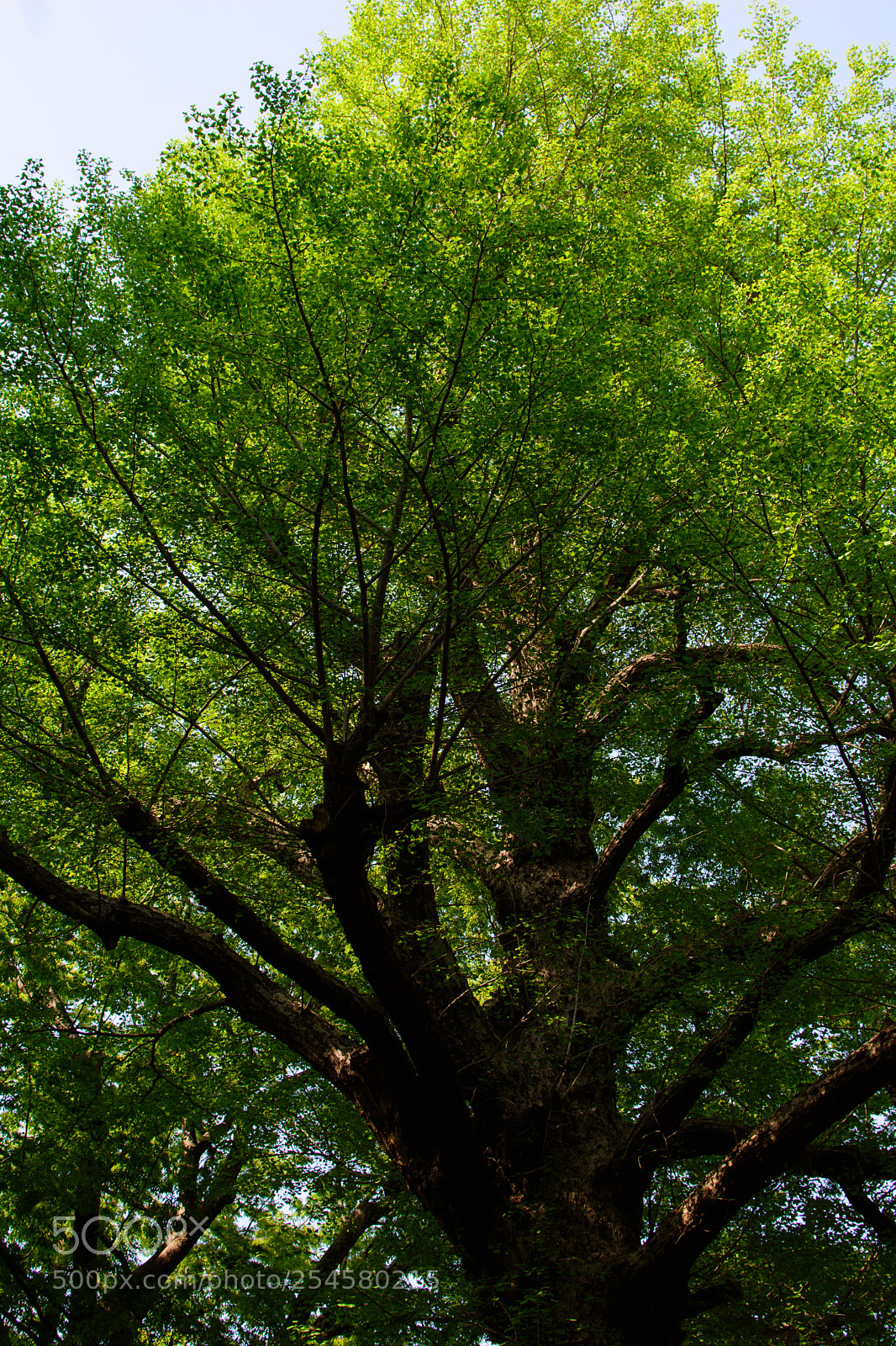Nikon D5500 sample photo. One day in early photography