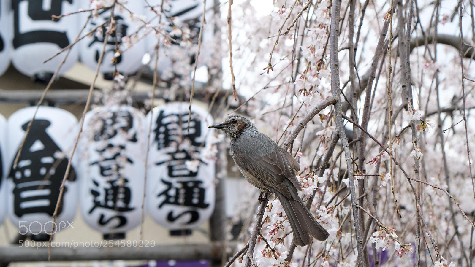 Fujifilm X-T20 sample photo. 花鳥風月 photography