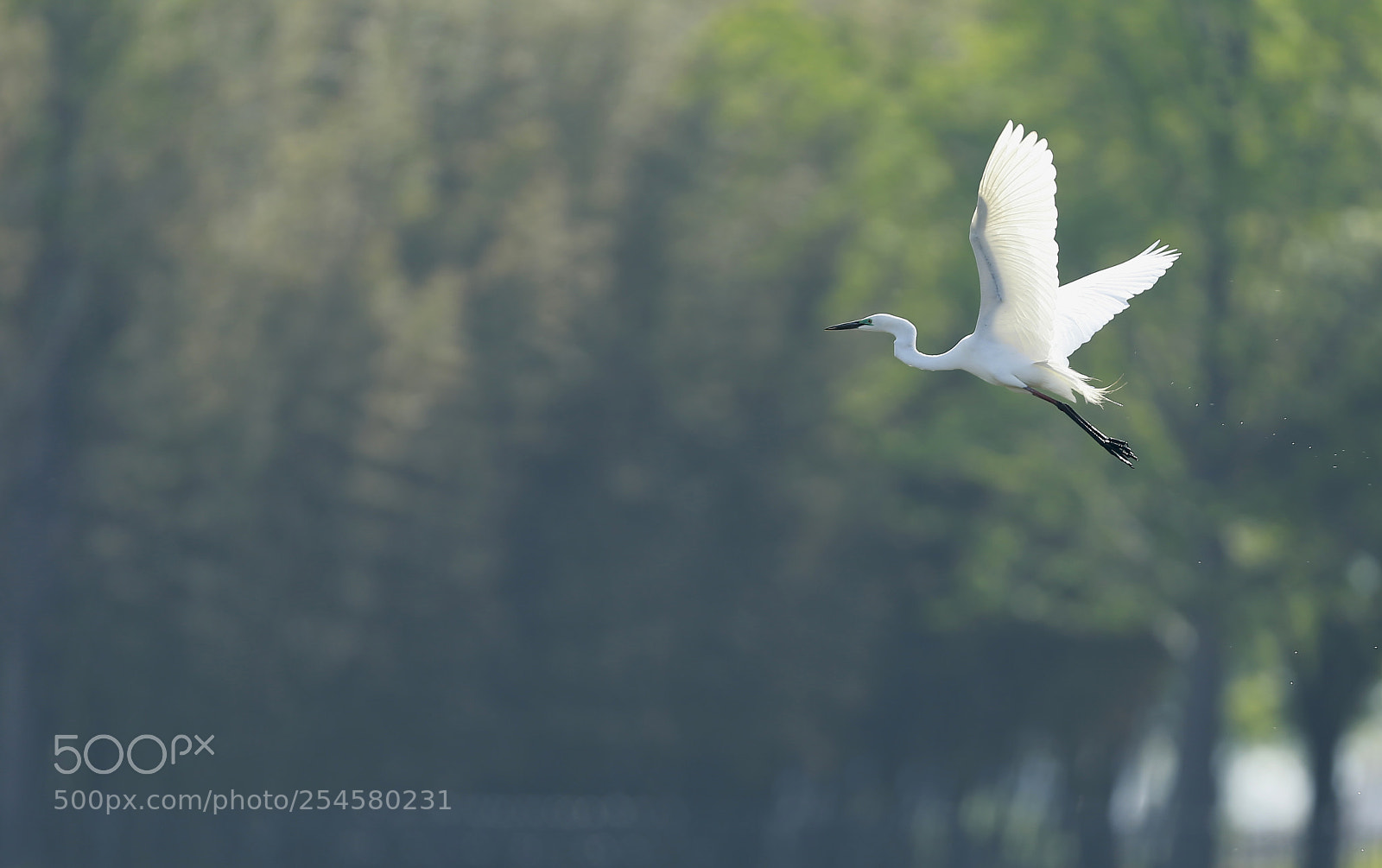 Canon EOS-1D X sample photo. Korea photography