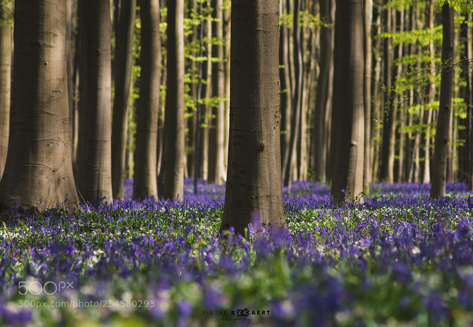 Nikon D7200 sample photo. Hallerbos photography