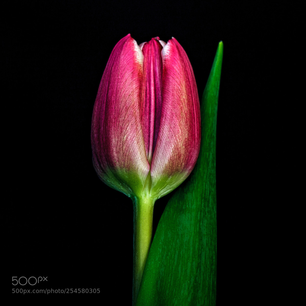 Canon EOS 5D Mark II sample photo. Single tulip photography