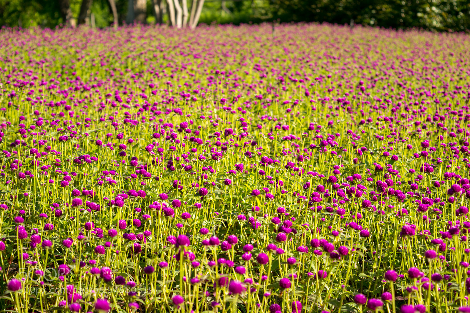 Nikon D3300 sample photo. Purple flowers photography