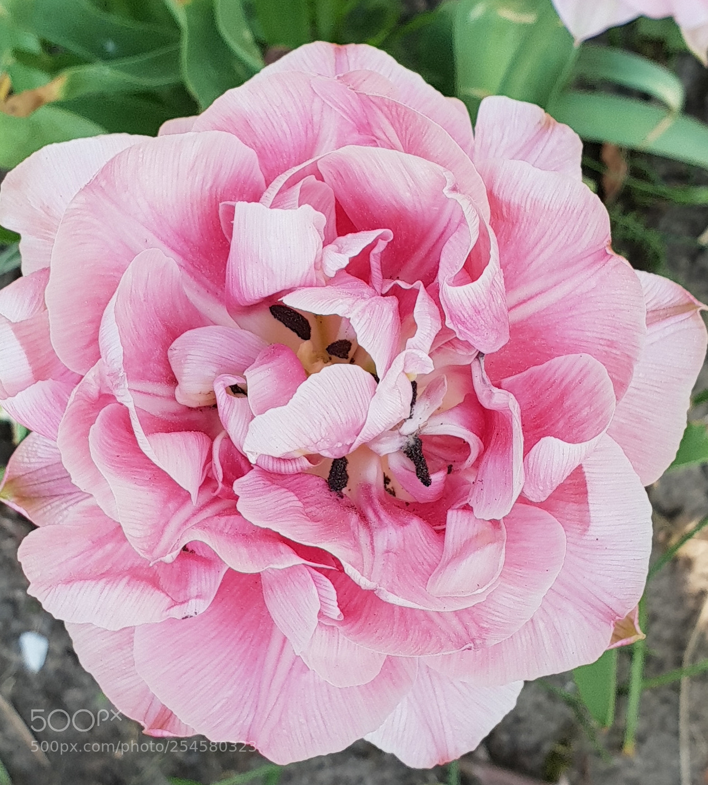 Samsung Galaxy S9+ sample photo. Untitled photography