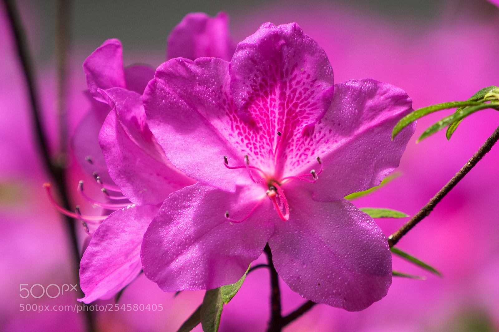 Sony a7 sample photo. Azalea #5 photography
