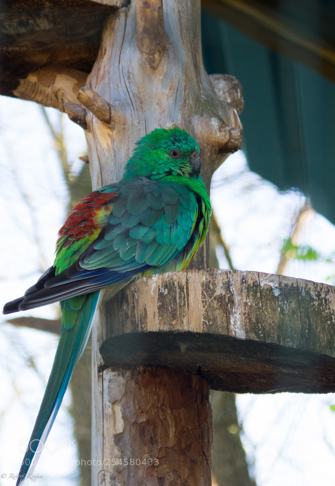 Olympus OM-D E-M1 sample photo. Parrot photography