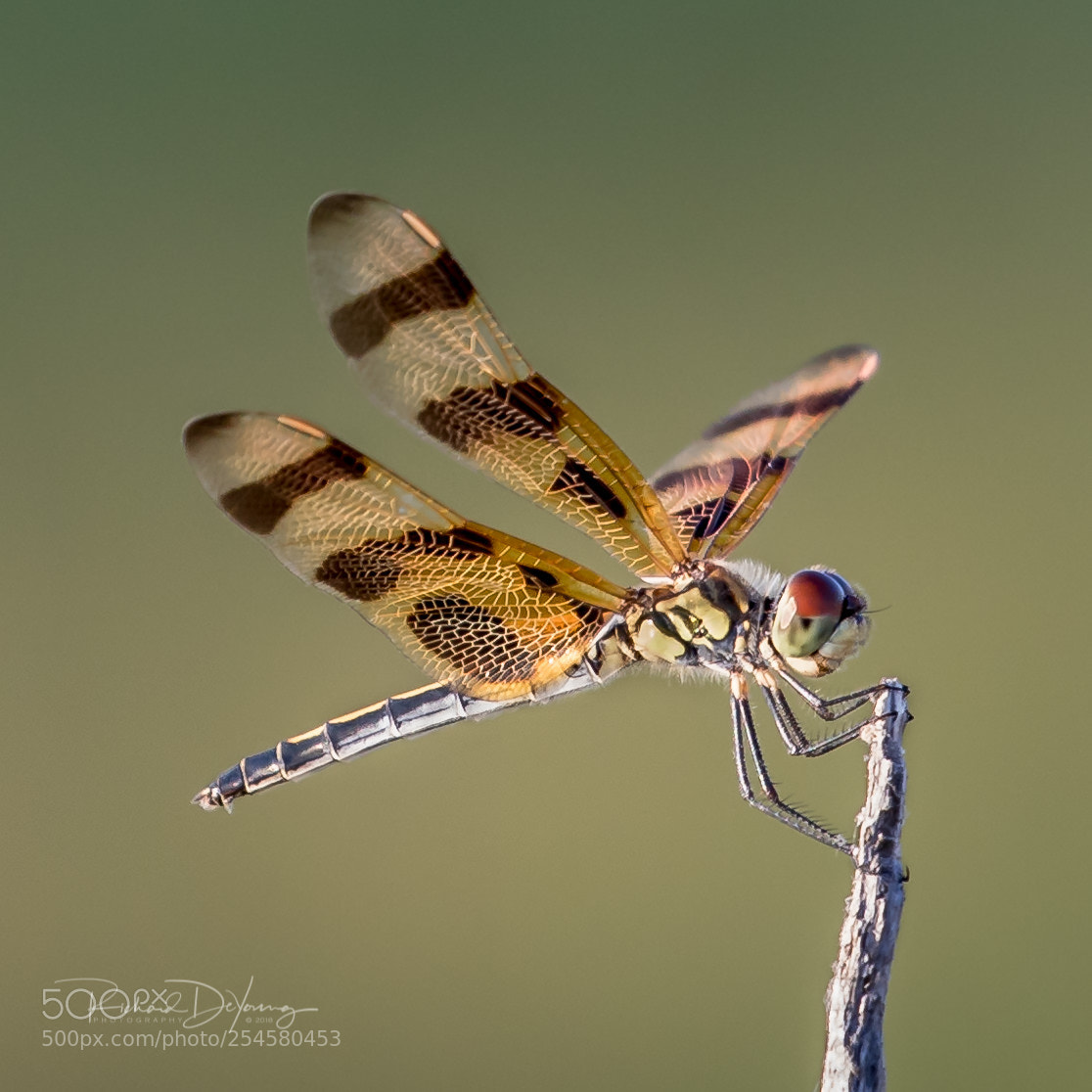 Canon EOS 5D Mark IV sample photo. Golden hour dragonfly photography