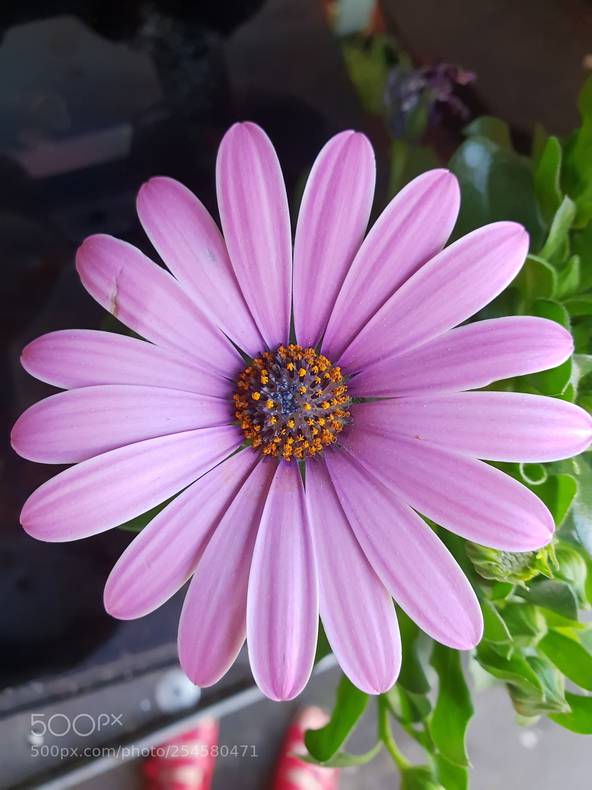 Samsung Galaxy S9+ sample photo. Untitled photography