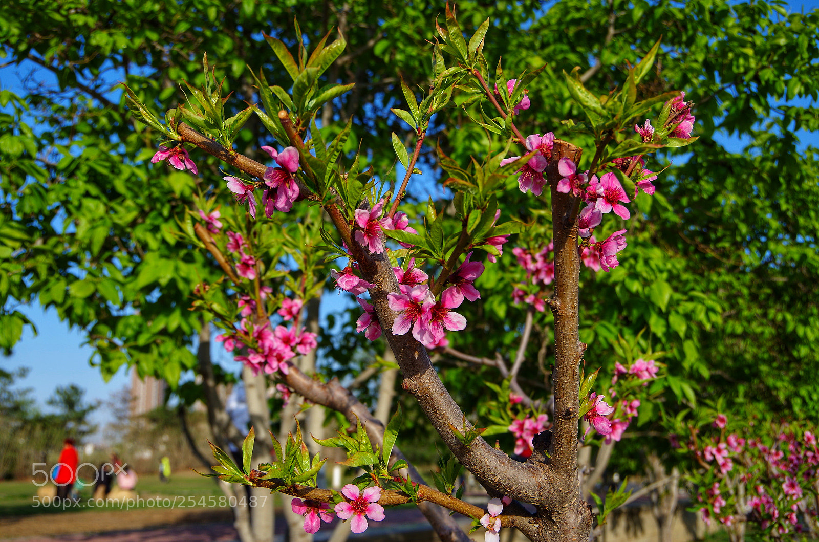 Pentax K-50 sample photo. Summer is comming photography