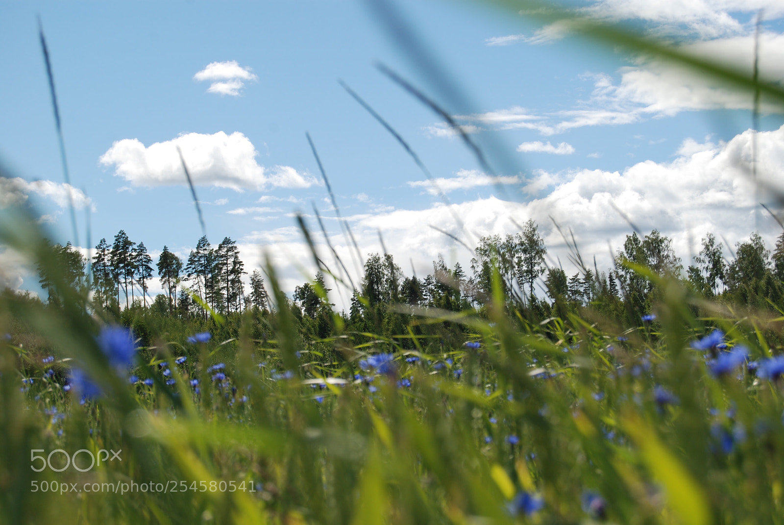 Nikon D80 sample photo. Summertime...? photography