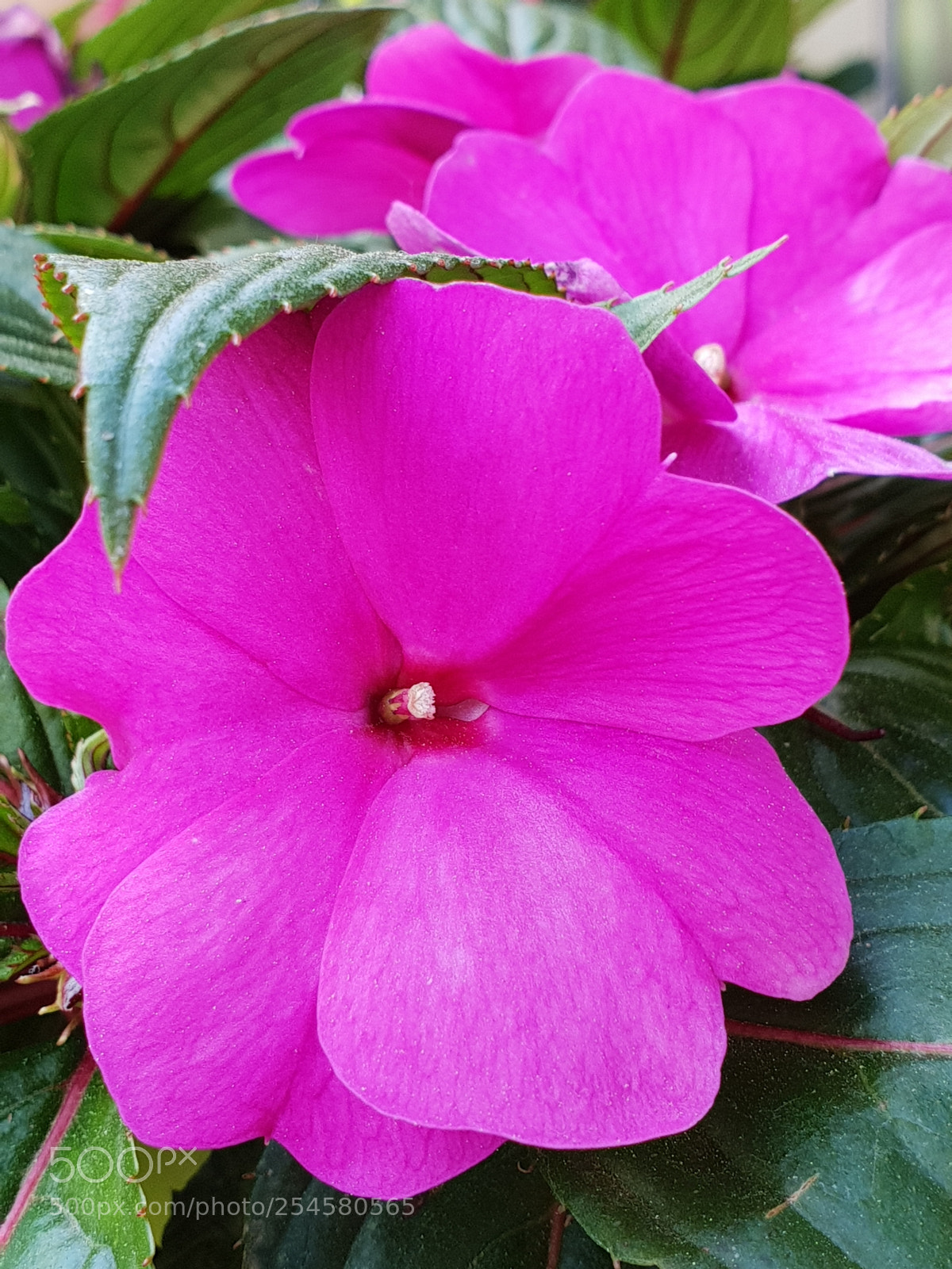 Samsung Galaxy S9+ sample photo. Untitled photography