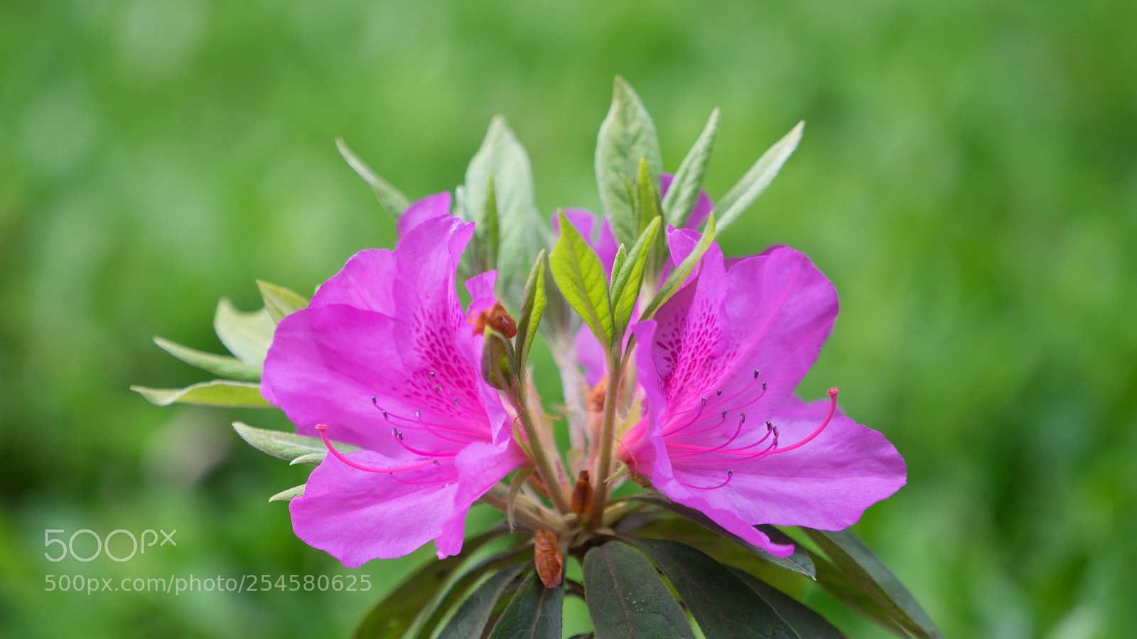Sony a7 sample photo. Azalea #6 photography