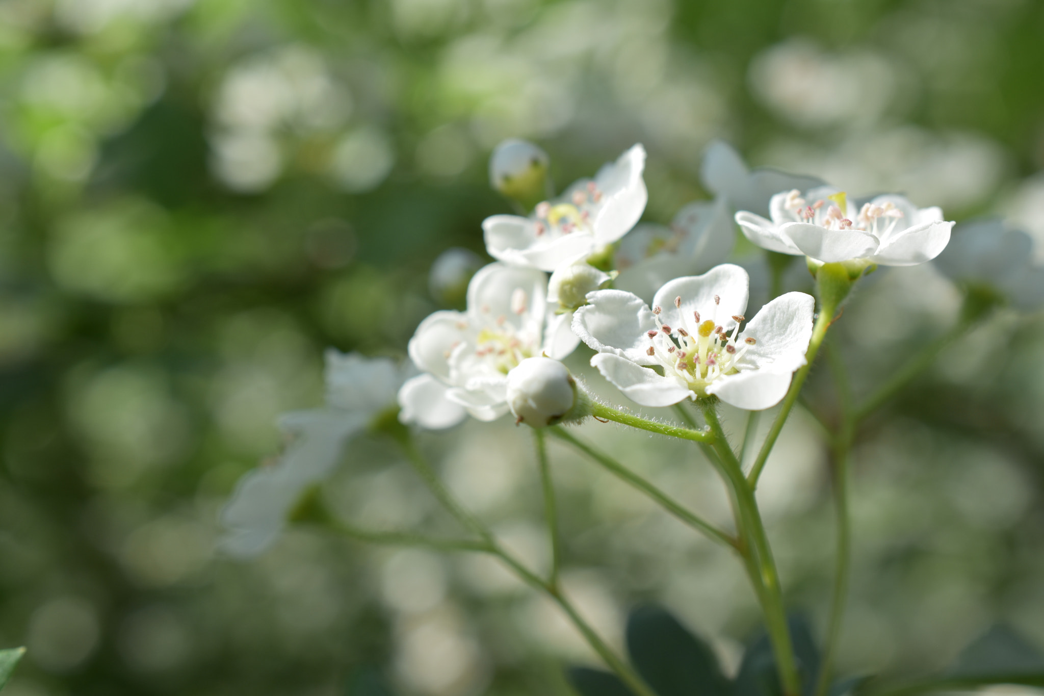 Nikon AF-S DX Micro Nikkor 40mm F2.8 sample photo. Fleur inconnue photography