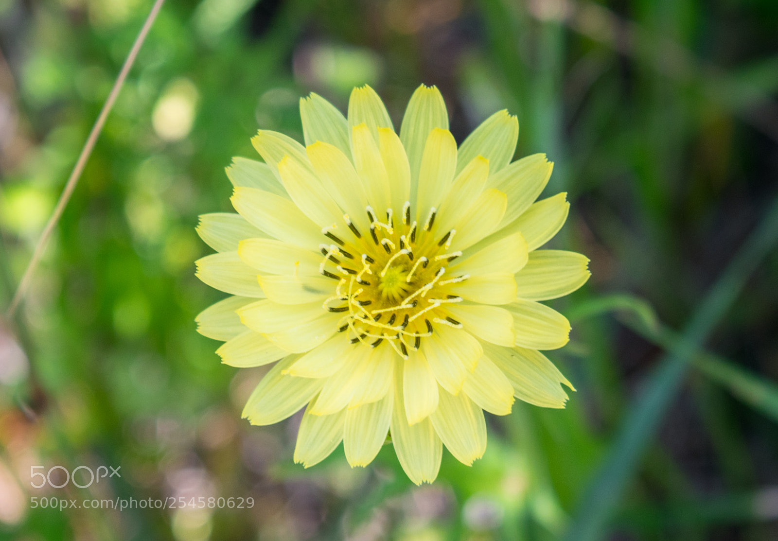 Nikon D3300 sample photo. Yellow flower photography