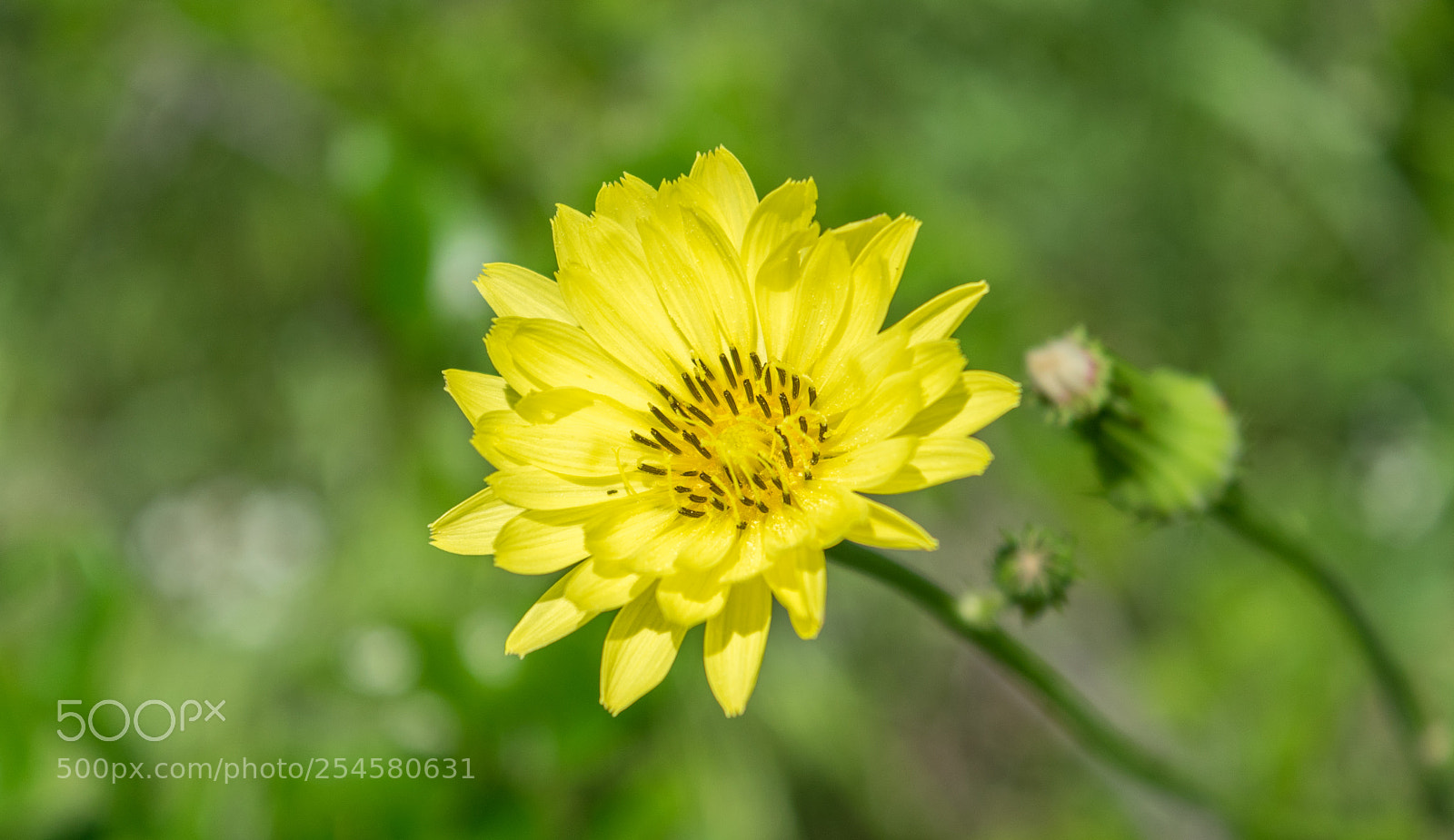 Nikon D3300 sample photo. Yellow flower photography