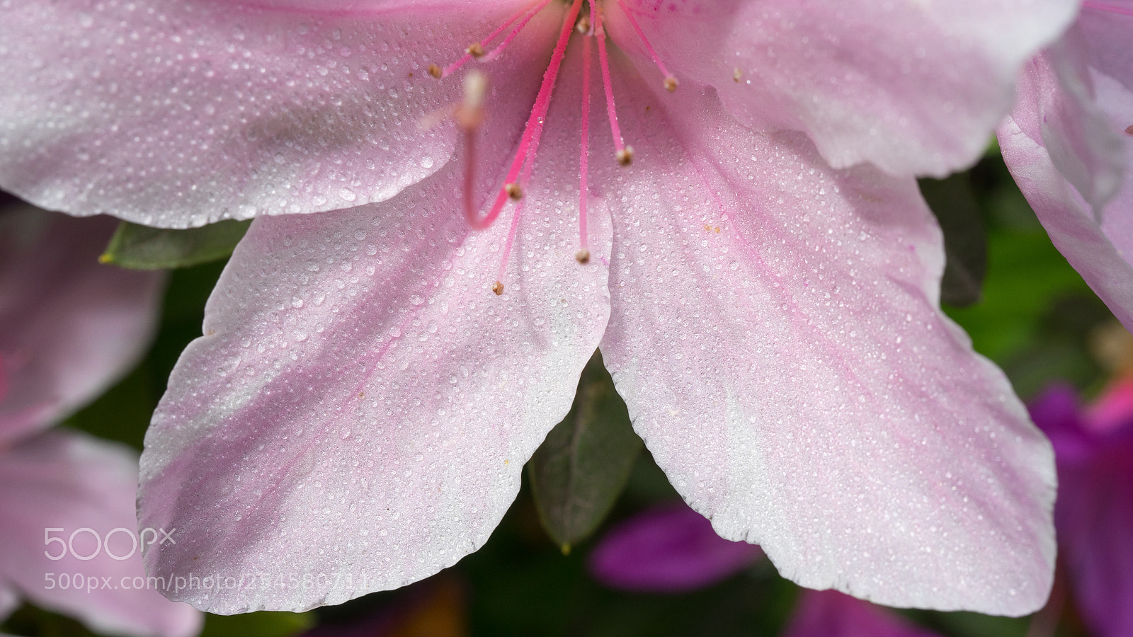 Sony a7 sample photo. Azalea #7 photography