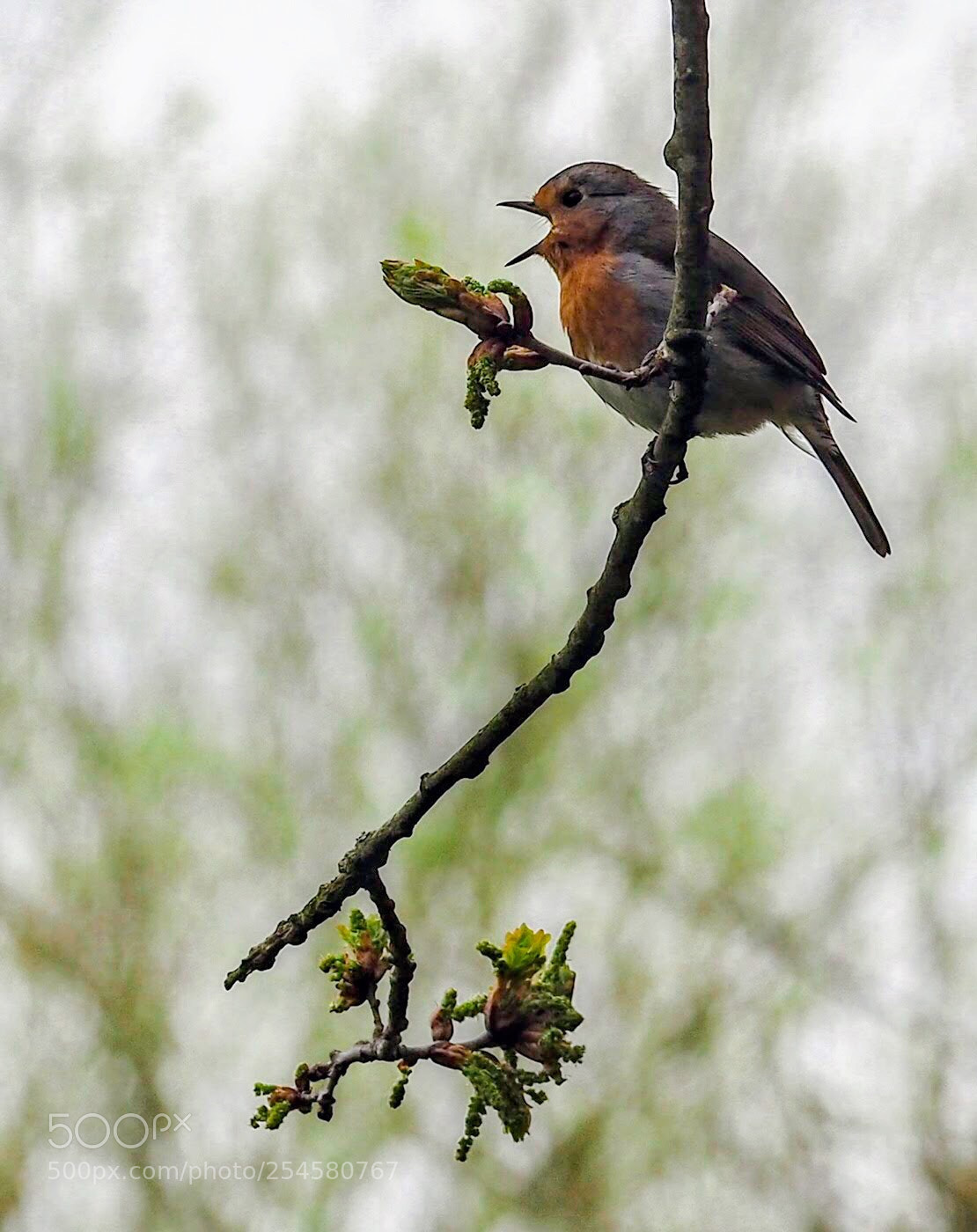 Olympus OM-D E-M5 II sample photo. Robin in song photography