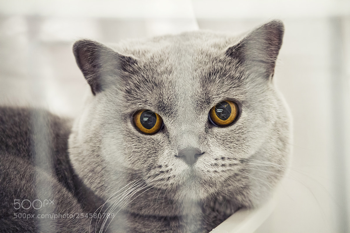 Canon EOS 7D sample photo. British shorthair photography
