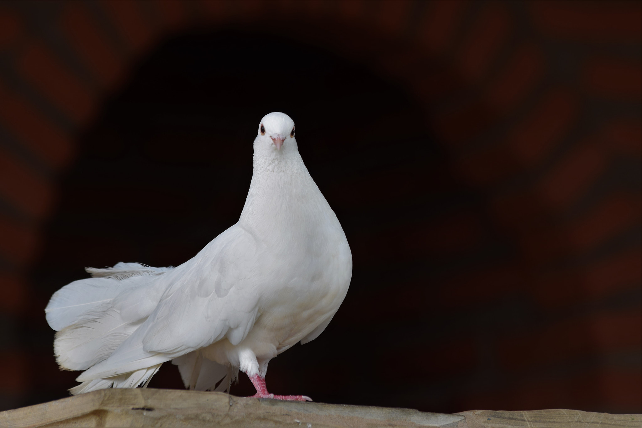 Nikon D3300 + Tamron SP AF 70-200mm F2.8 Di LD (IF) MACRO sample photo. A white dove looking at you photography