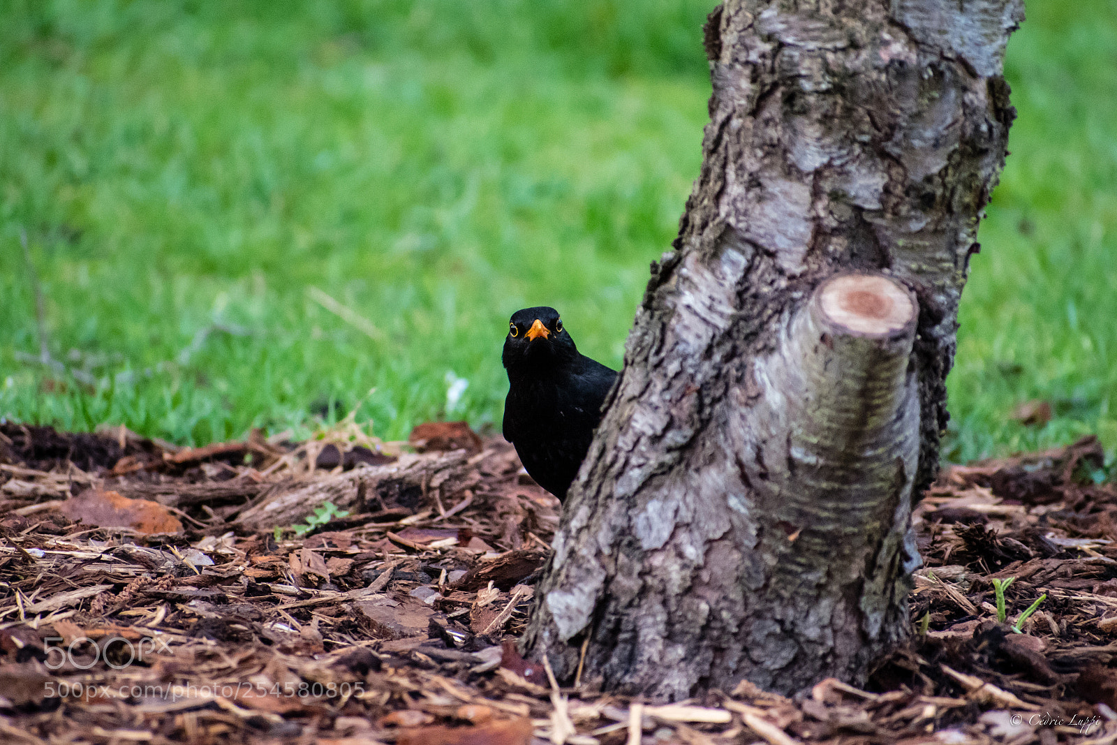 Nikon D5500 sample photo. You again ?! photography