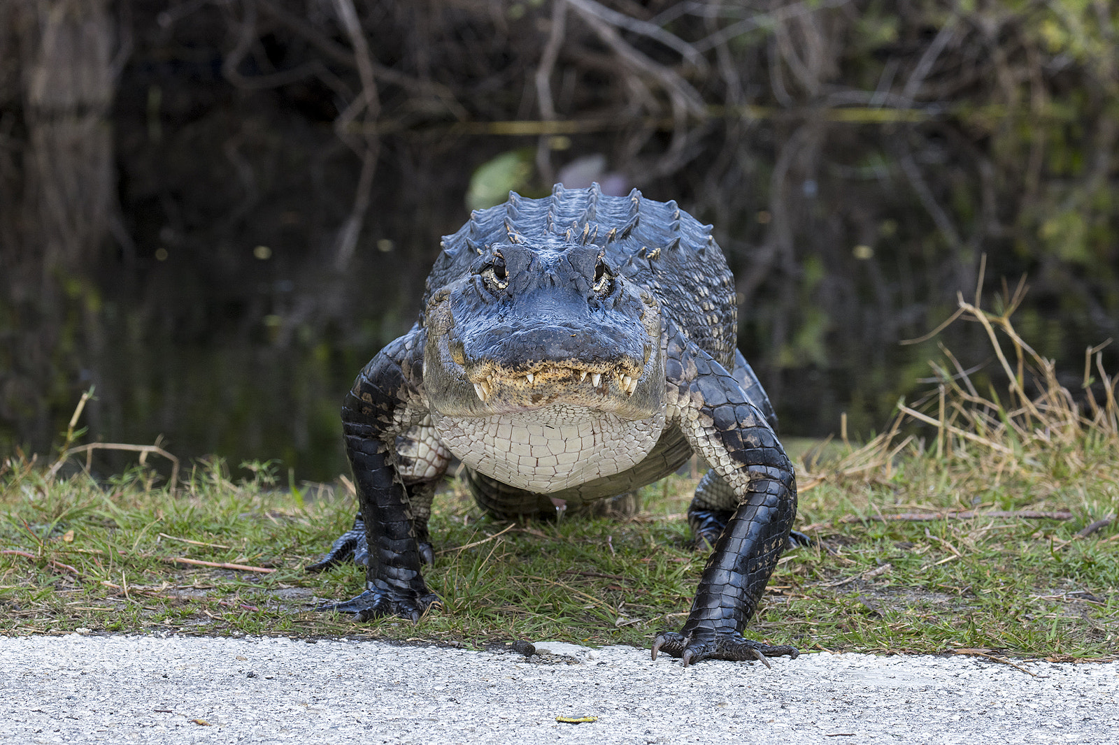 Nikon D850 sample photo. Danger photography