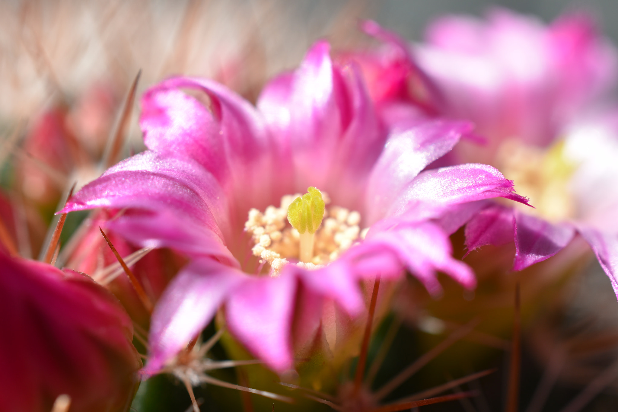 Nikon D5600 + Nikon AF-S DX Micro Nikkor 40mm F2.8 sample photo. Floraison de mammillaria photography