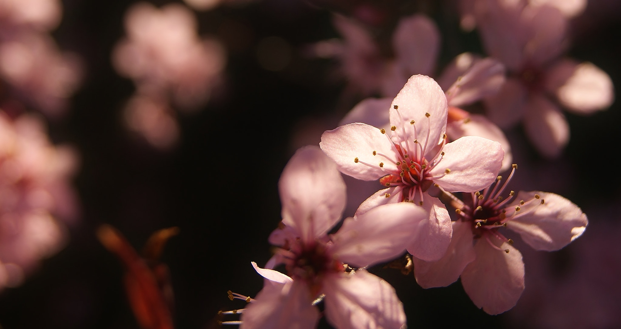 Sony Alpha DSLR-A380 sample photo. Pink plums morning glow.... photography